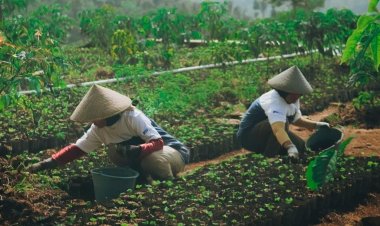 Astra Bantu Pemberdayaan Ekonomi Desa Petani Kopi Garut
